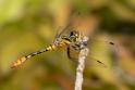 Nannophya australis male-1865